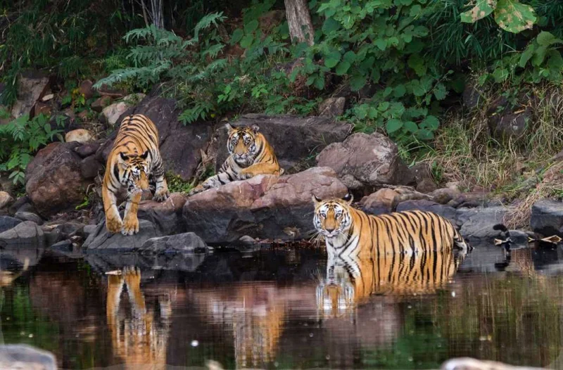 Rajaji National Park: राजाजी राष्ट्रीय उद्यान, राजाजी टाइगर रिज़र्व
