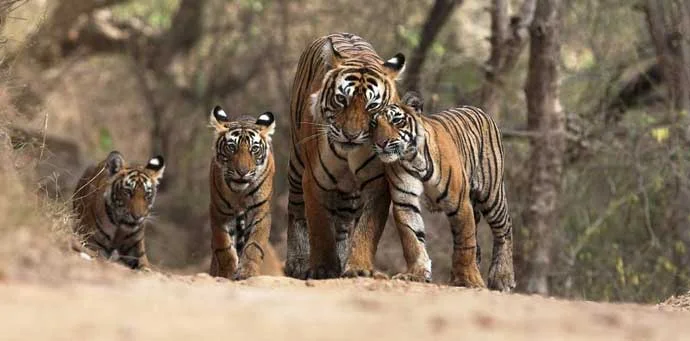 Wildlife in Uttarakhand