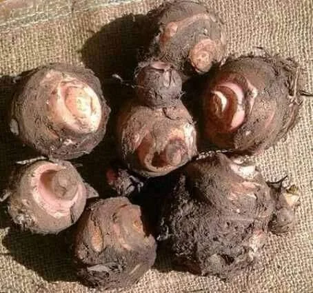 गडेरी का साग (Pahari Gaderi)