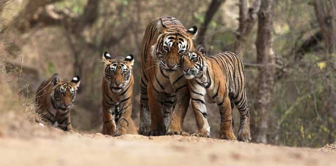 Wildlife in Uttarakhand - Uttarapedia