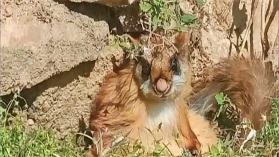 उड़ने वाली दुर्लभ गिलहरी 70 साल बाद उत्तराखंड में फिर से पाई गई