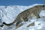 उत्तरकाशी में देश का पहला हिम तेंदुआ संरक्षण केंद्र