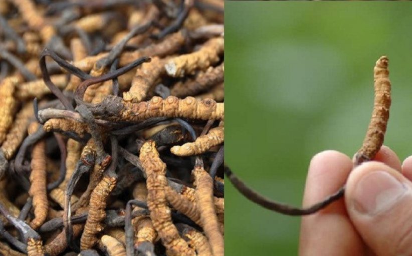 कीड़ा-जड़ी (यारशागुंबा) दुनिया की सबसे महंगी जड़ी-बूटी