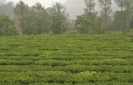 उत्तराखंड के चाय बागान पर्यटन के द्वारा बढ़ाएंगे राज्य आय