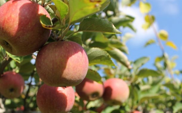 सेब का उत्पादन बन रहा आय का साधन