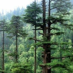 Deodar tree