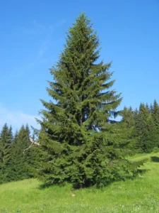 Picea_abies_-_Norway_Spruce1_1024x1024@2x