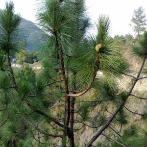 Pinus Roxburghii