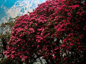Rhododendron-Buransh-uttarakhand
