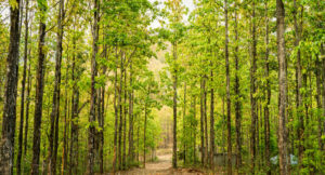 Sal Tree in uttarakhand