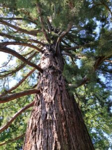 giant-sequoia-sequoiadendron-giganteum-bergmammutbaume-oder-bergmammutbaeume-flower-island-mainau-lake-constance-154823457