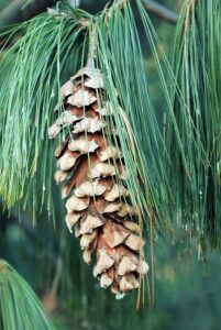 pine-pinus-wallichiana-mike-combscience-photo-library