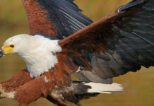 आसन बैराज: पक्षी प्रेमियों के लिए है बेहतरीन जगह African-fish-eagle-Haliaeete