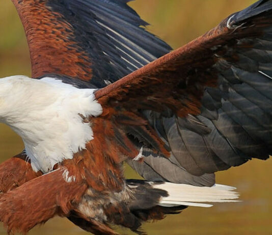 आसन बैराज: पक्षी प्रेमियों के लिए है बेहतरीन जगह African-fish-eagle-Haliaeete