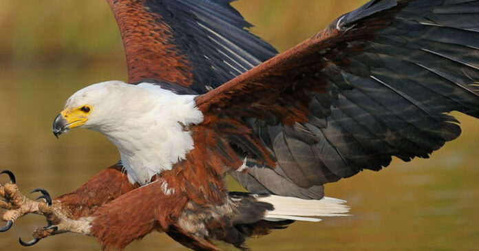 African-fish-eagle-Haliaeete