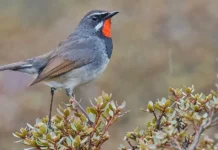 उत्तराखंड में पहली बार नजर आई Chinese Ruby Throat Chinese-Ruby-Throat