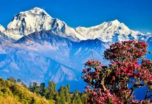 Magic of spring season in Uttarakhand uttarakhand in spring sesion