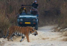 Jim Corbett National Park जिम कॉर्बेट नेशनल पार्क, प्रकृति और भयानक जंगली पशुओं के बीच रोमांच का सफर