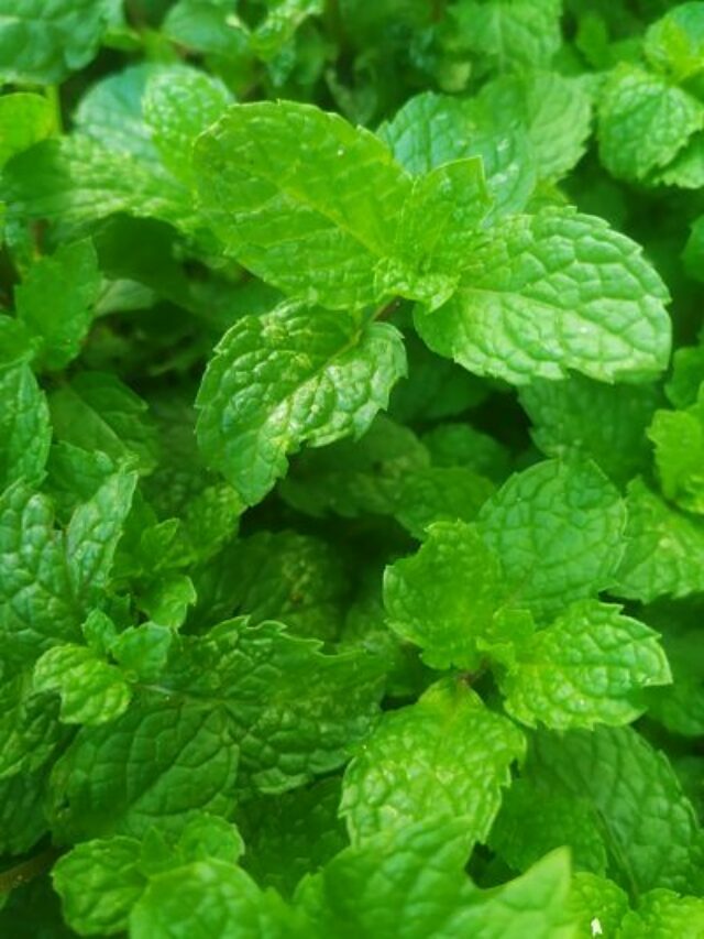 Mint: The Versatile Herb for Refreshment and Wellness