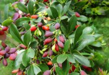 दारुहल्दी (किलमोड़ा): उत्तराखंड की पहाड़ियों से आयुर्वेद का वरदान Berberis aristata kilmoda